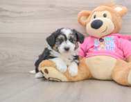 7 week old Aussiechon Puppy For Sale - Premier Pups