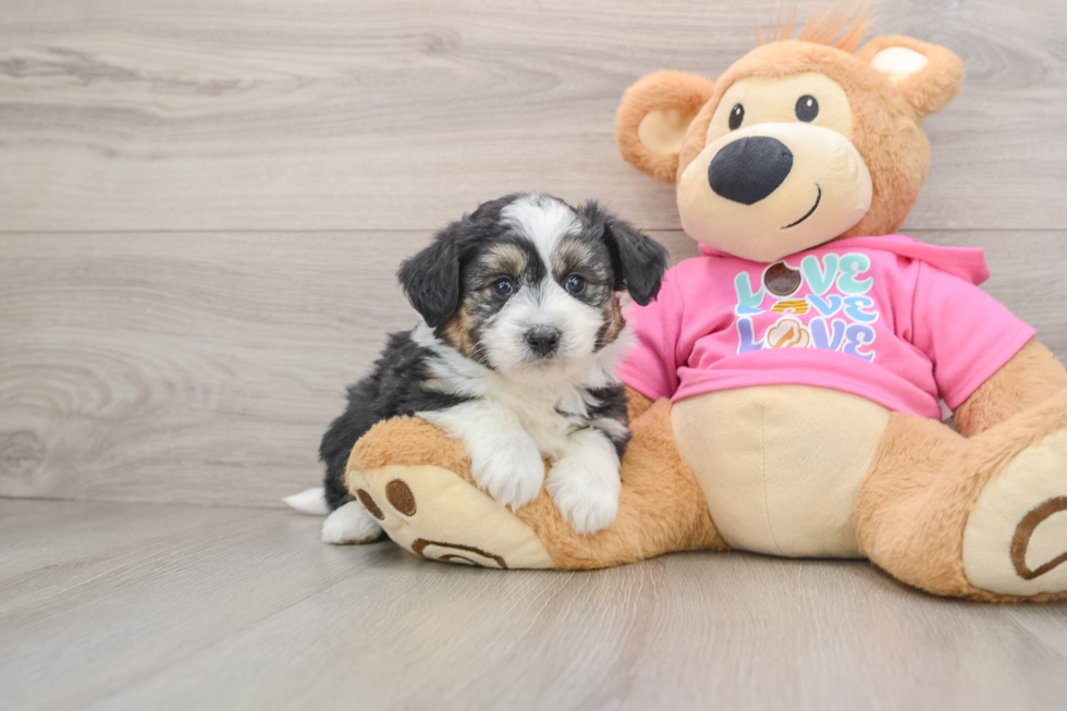 Aussiechon Pup Being Cute