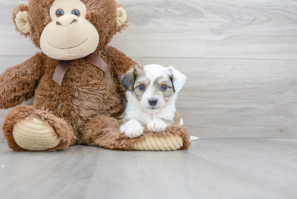 Popular Aussiechon Designer Pup