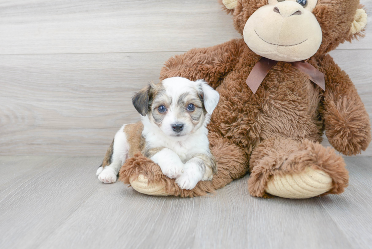 Popular Aussiechon Designer Pup