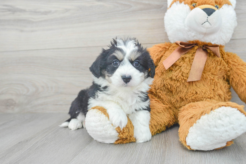 Playful Australian Designer Puppy