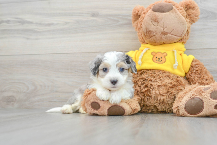 Aussiechon Puppy for Adoption