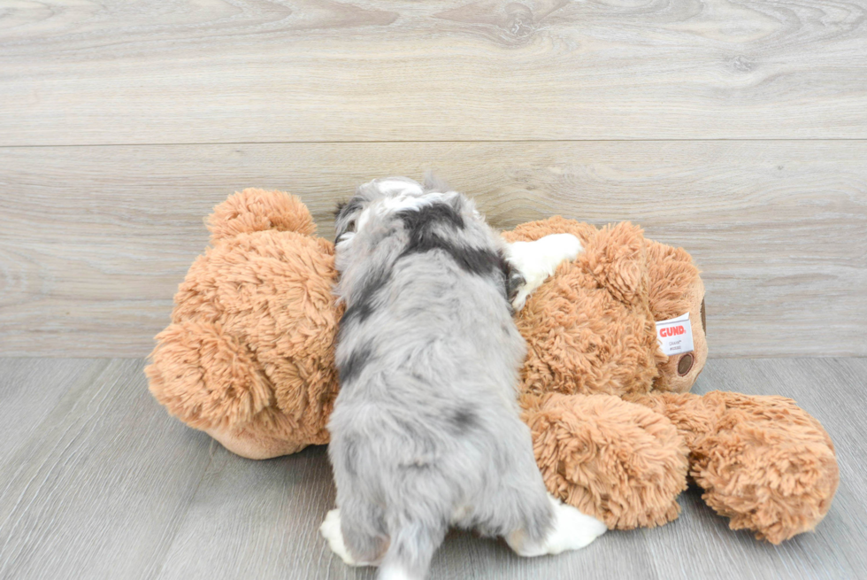 Funny Aussiechon Designer Pup