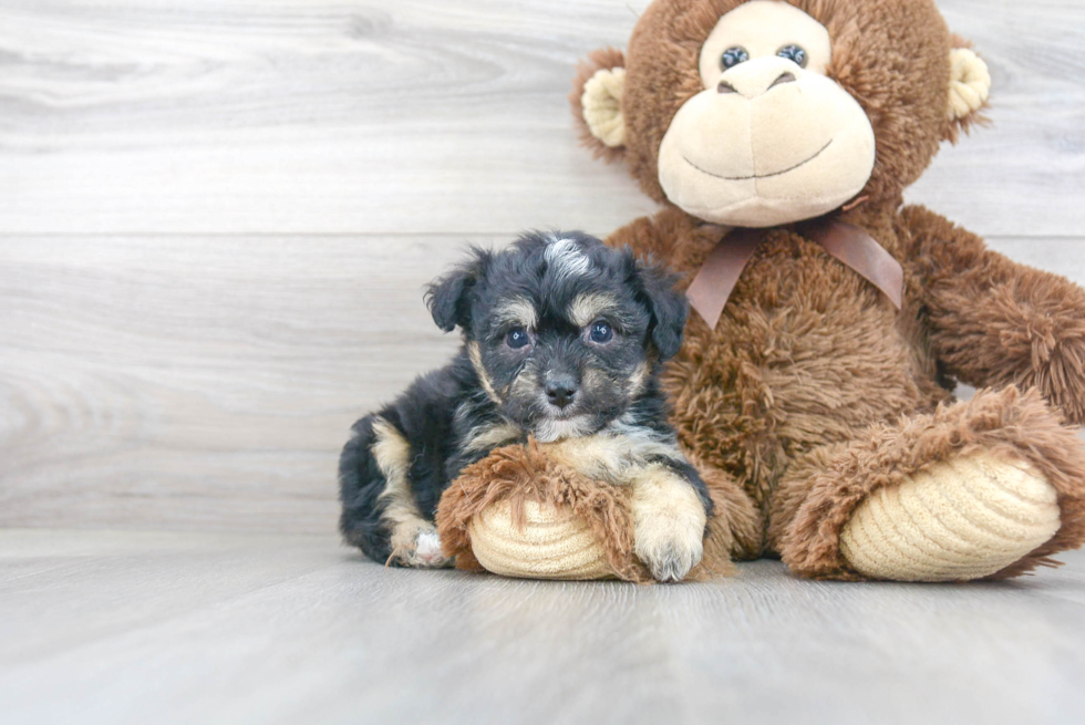 Aussiechon Puppy for Adoption