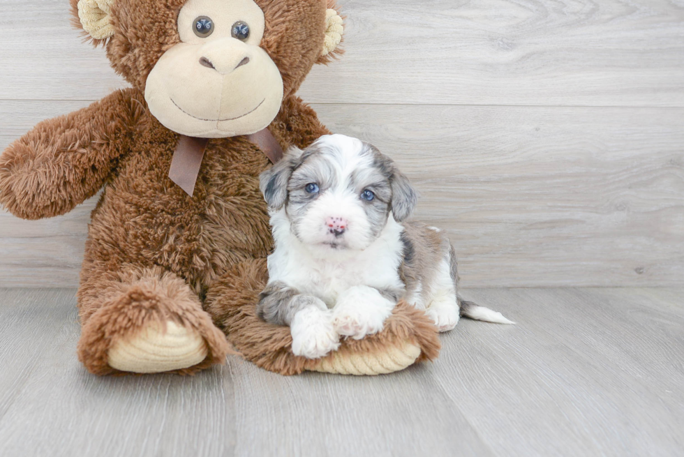 Aussiechon Puppy for Adoption