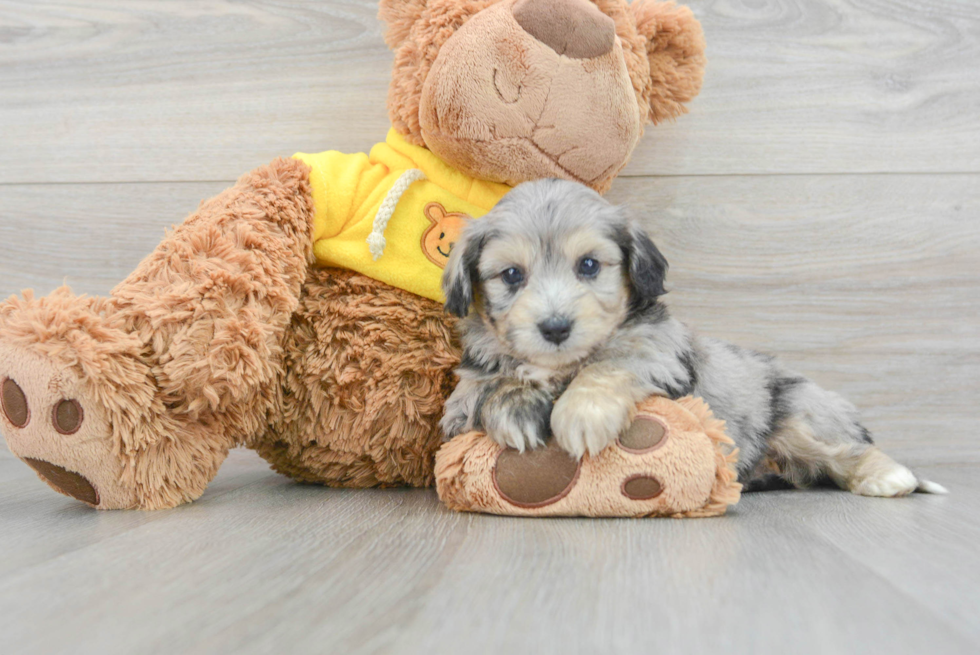 Playful Australian Designer Puppy