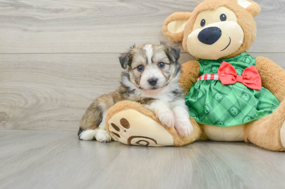 5 week old Aussiechon Puppy For Sale - Premier Pups