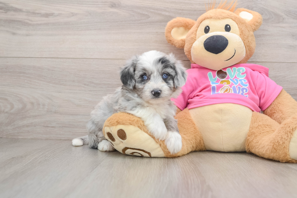 Aussiechon Puppy for Adoption