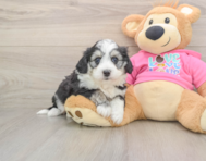 7 week old Aussiechon Puppy For Sale - Premier Pups