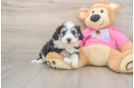 Aussiechon Puppy for Adoption