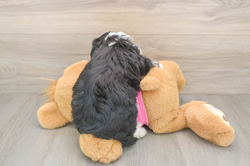 Fluffy Aussiechon Designer Pup