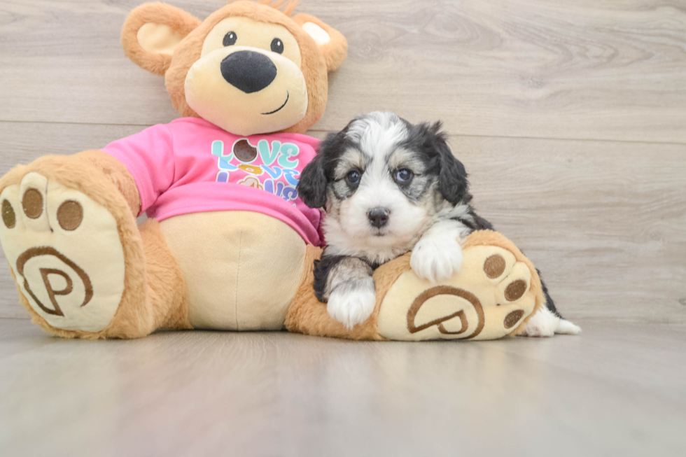 Friendly Aussiechon Baby