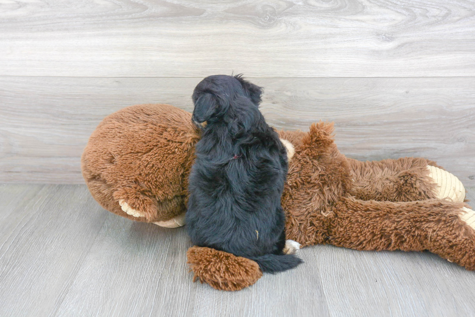 Adorable Australian Designer Puppy