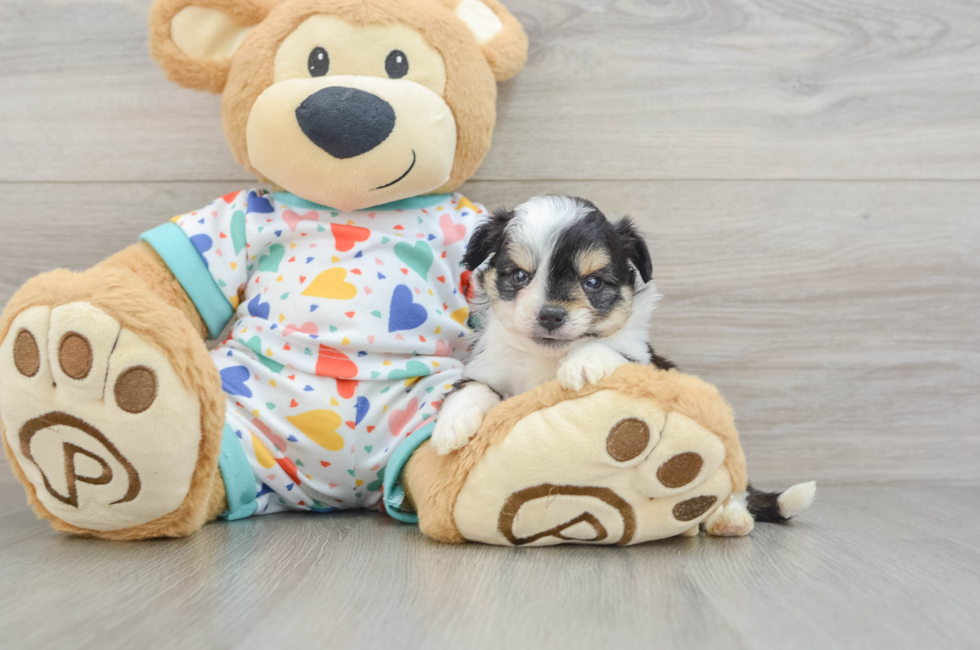 5 week old Aussiechon Puppy For Sale - Premier Pups