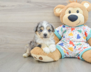7 week old Aussiechon Puppy For Sale - Premier Pups