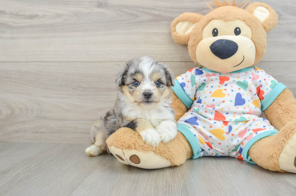 5 week old Aussiechon Puppy For Sale - Premier Pups