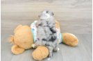 Aussiechon Puppy for Adoption