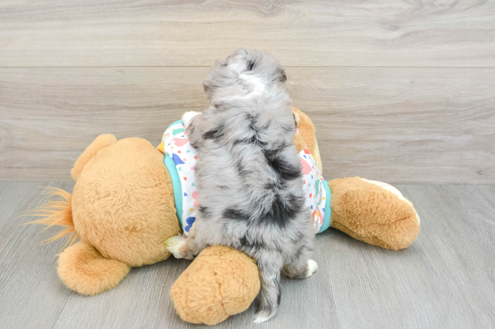 Aussiechon Puppy for Adoption