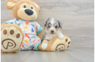 Aussiechon Puppy for Adoption