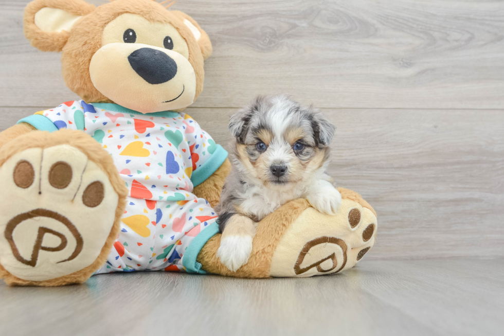 Aussiechon Puppy for Adoption
