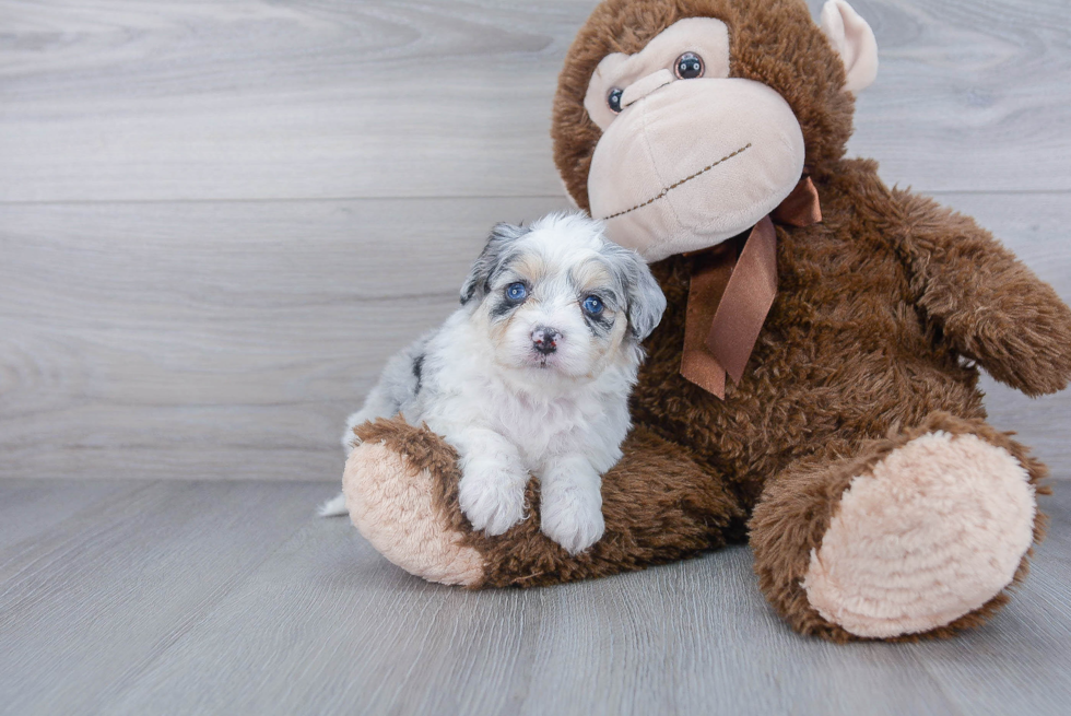 Aussiechon Puppy for Adoption