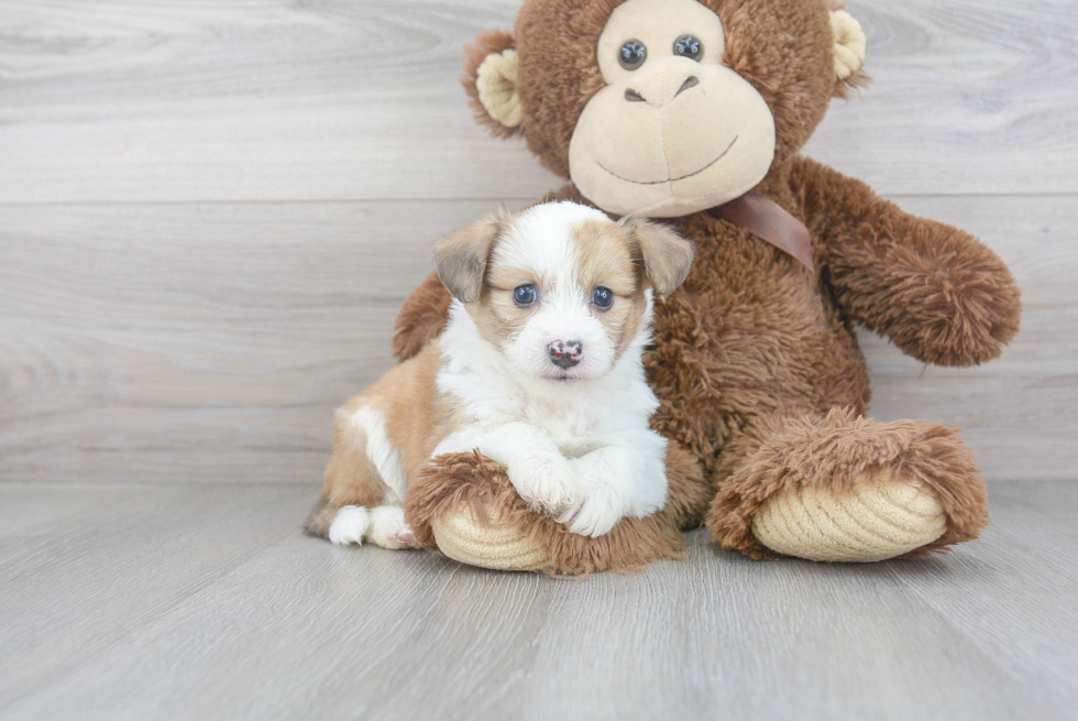 Aussiechon Puppy for Adoption