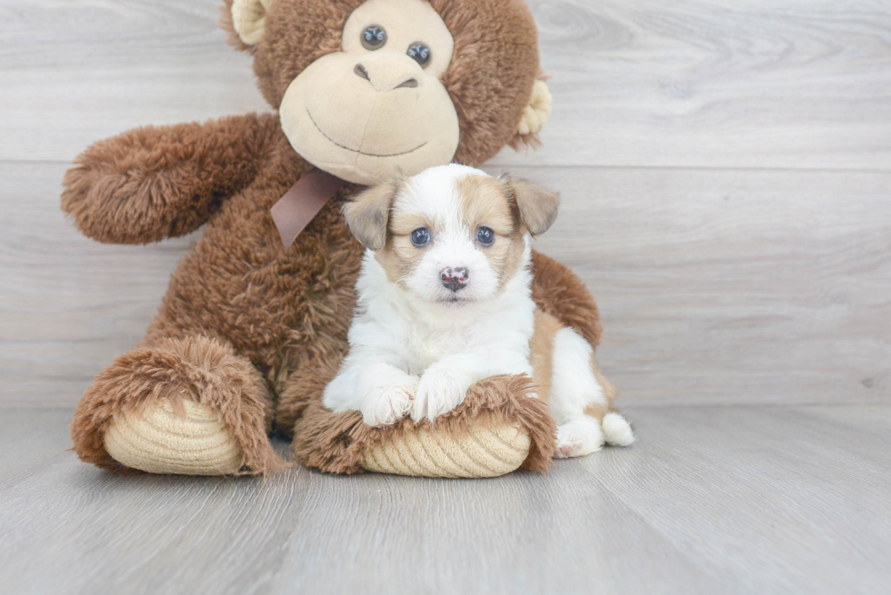 Hypoallergenic Australian Designer Puppy