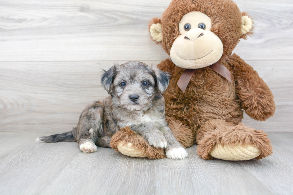 Aussiechon Puppy for Adoption