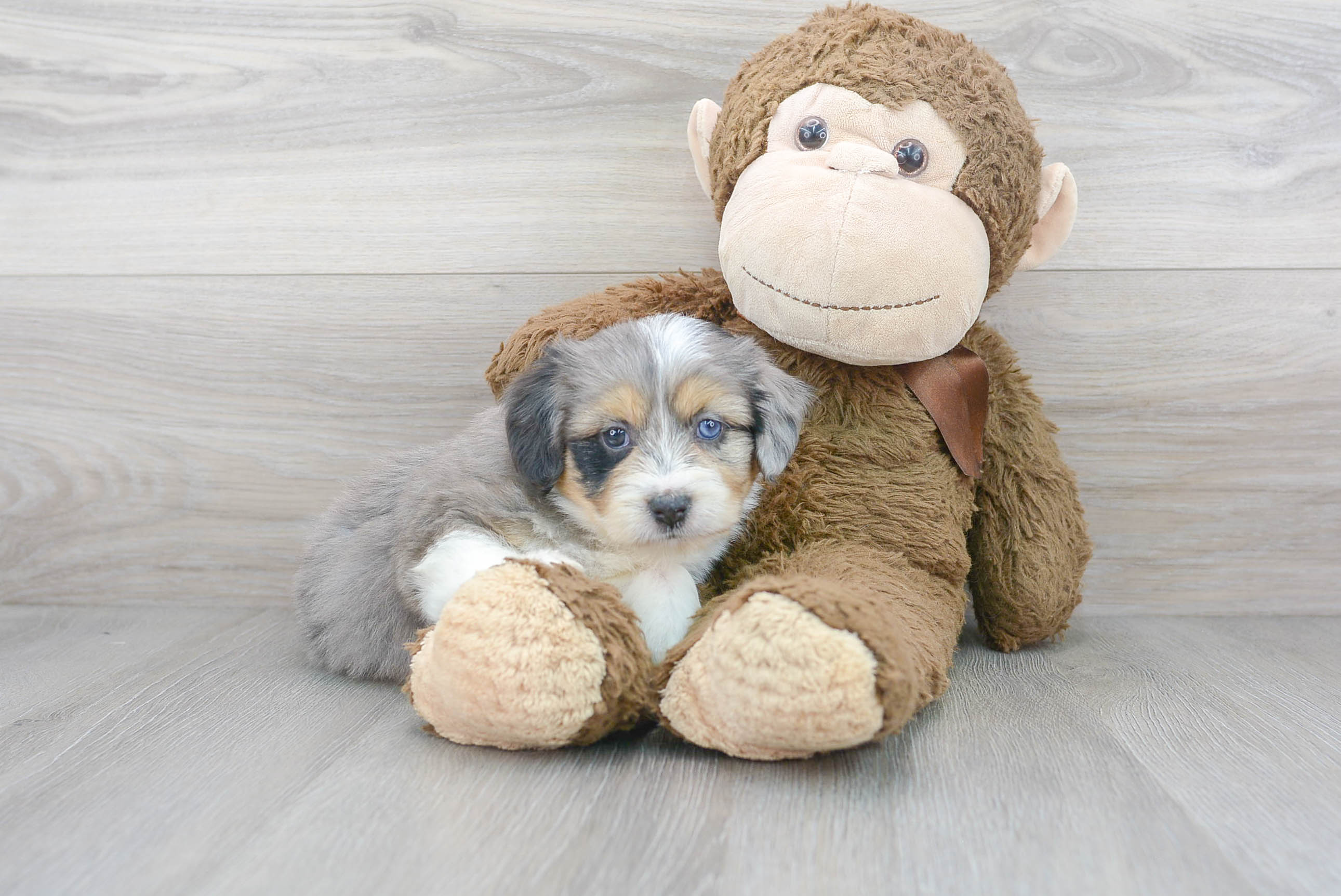 Hypoallergenic Australian Designer Puppy