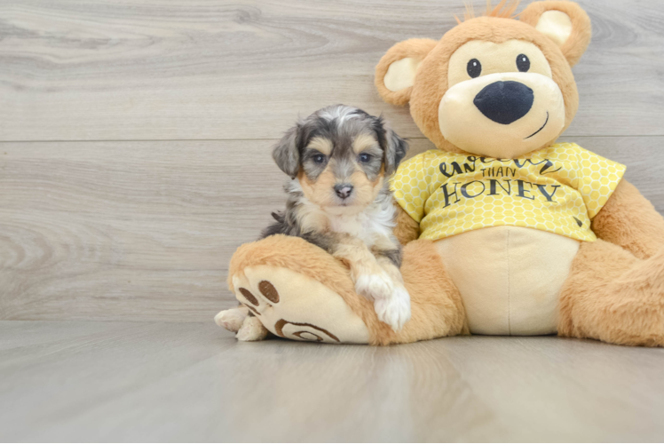 Funny Aussiechon Designer Pup