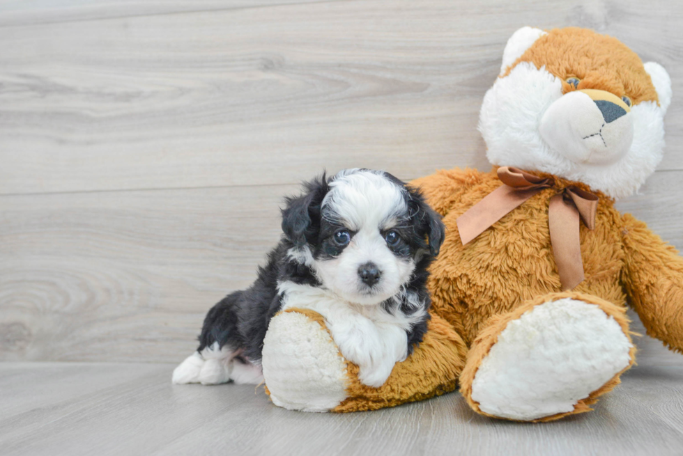 Sweet Aussiechon Baby