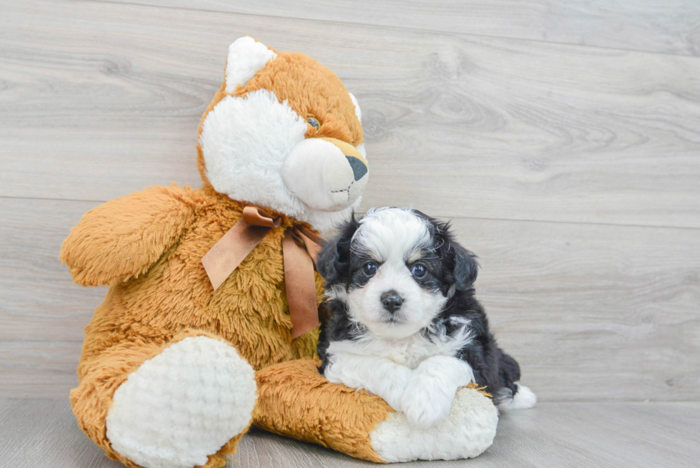 Adorable Australian Designer Puppy