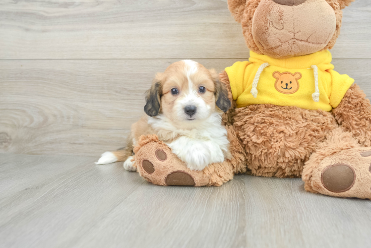 Aussiechon Puppy for Adoption