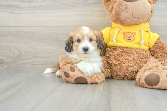 Aussiechon Puppy for Adoption