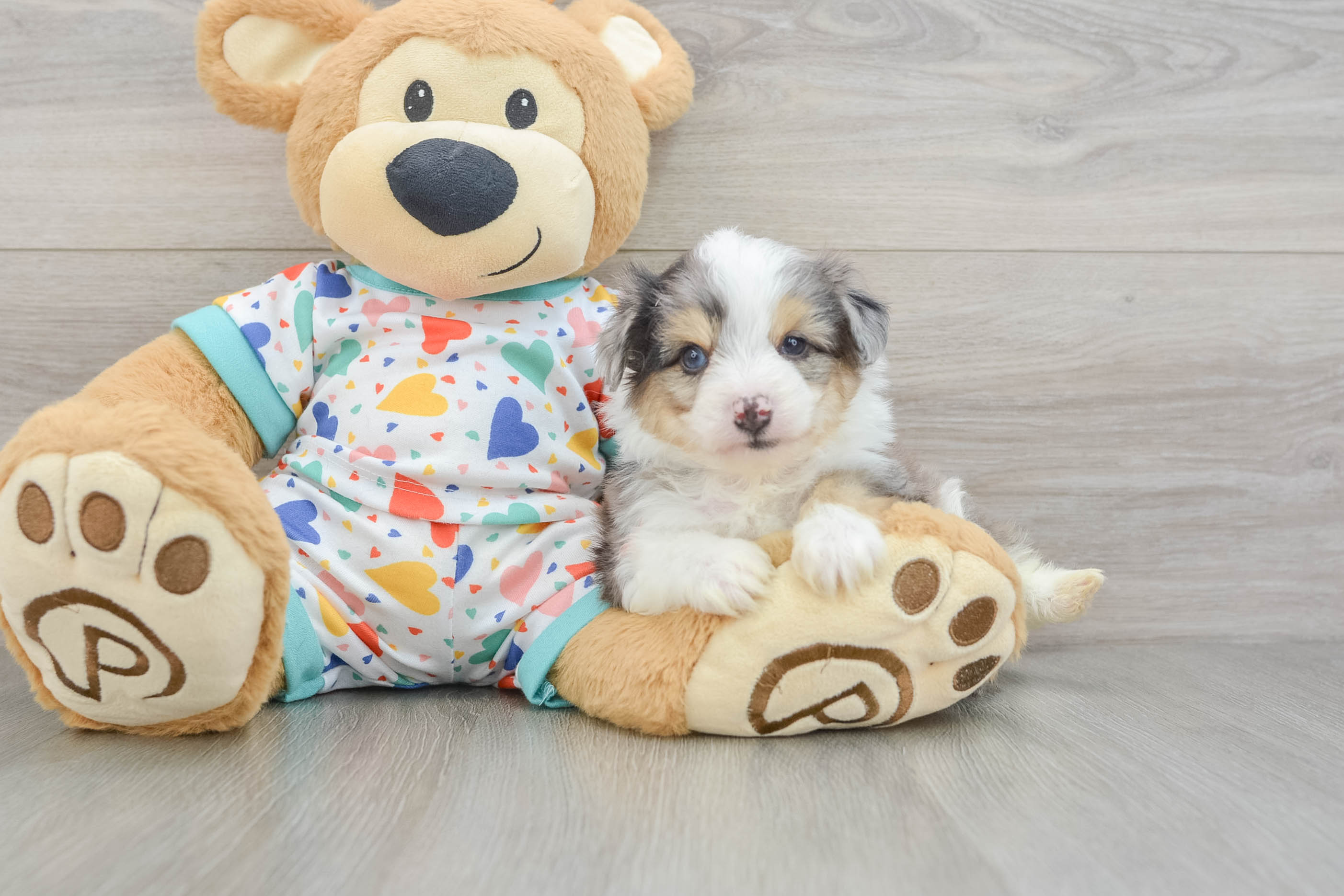 Adorable Aussie Bichon Designer Puppy