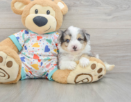 7 week old Aussiechon Puppy For Sale - Premier Pups