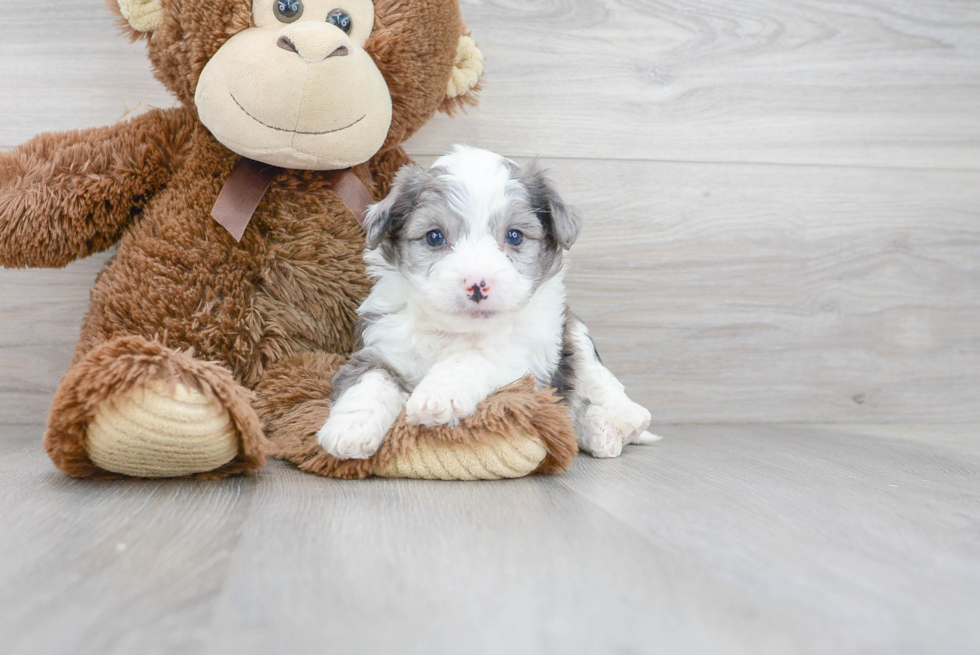 Sweet Aussiechon Baby