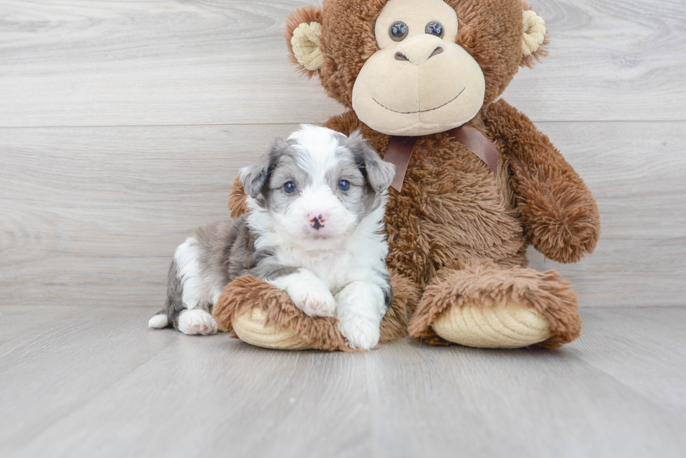 Aussiechon Puppy for Adoption