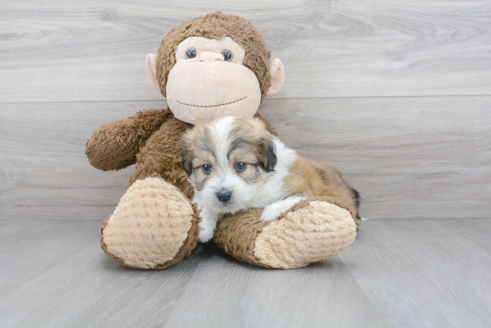 Aussiechon Pup Being Cute