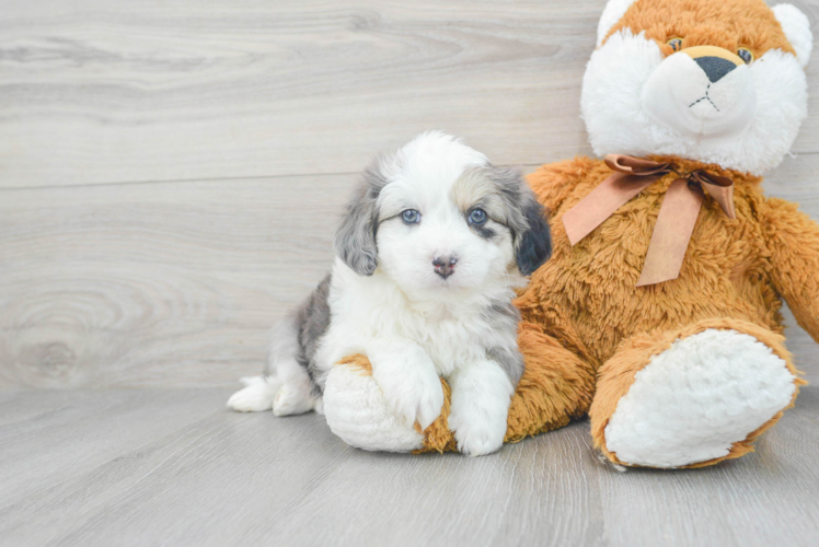 Adorable Australian Designer Puppy