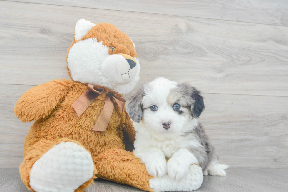 Aussiechon Puppy for Adoption