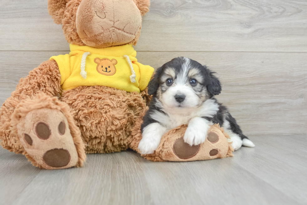 Playful Aussie Bichon Designer Puppy