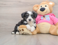 5 week old Aussiechon Puppy For Sale - Premier Pups