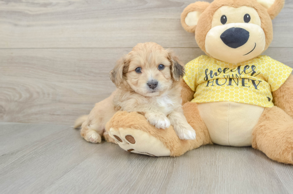 5 week old Aussiechon Puppy For Sale - Premier Pups