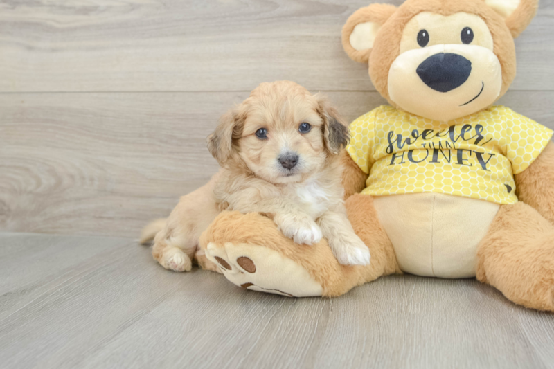 Meet Olaf - our Aussiechon Puppy Photo 1/3 - Premier Pups