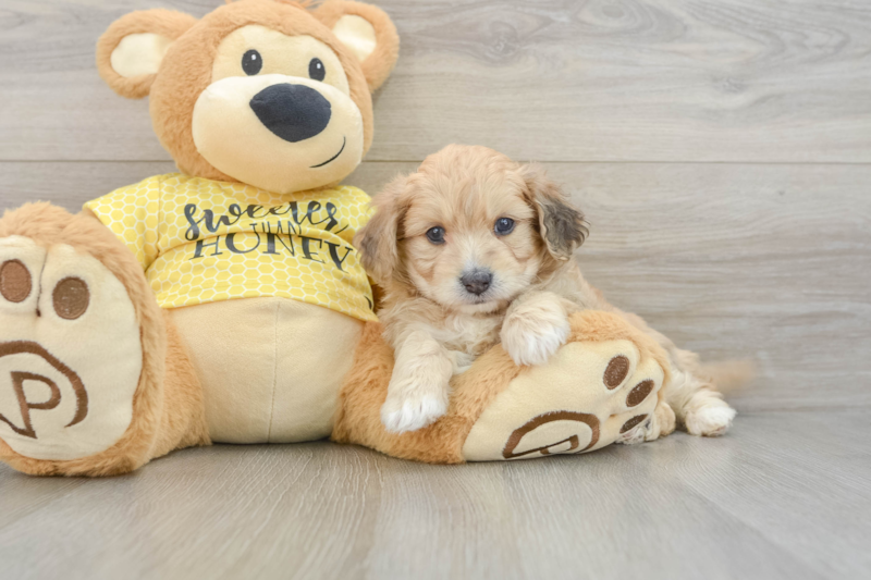Meet Olaf - our Aussiechon Puppy Photo 3/3 - Premier Pups
