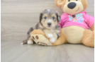 Best Aussiechon Baby