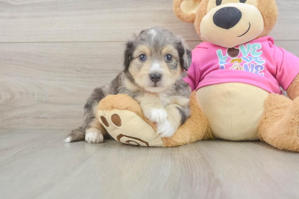 Best Aussiechon Baby