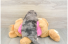 Energetic Aussie Bichon Designer Puppy