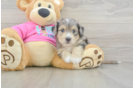 Aussiechon Puppy for Adoption